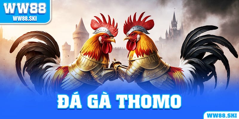 Đá gà Thomo